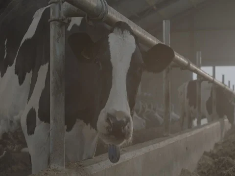 Cow having fodder in shed Stock Footage 73684910