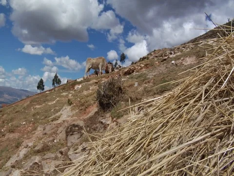 Cow with Haystack on Andes Mountains Stock Footage 112946385
