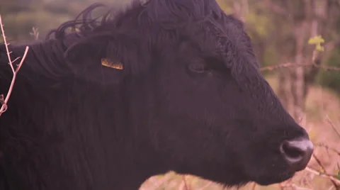 Cow head close up Stock Footage 38548900