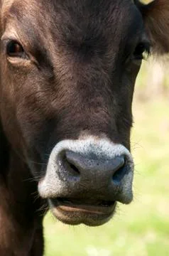 Cow head closeup Stock Photos