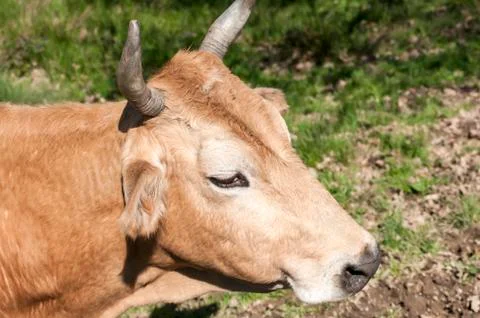 Cow head closeup Stock Photos