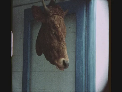 Cow Head Decoration At Butchery Stock Footage 80702521