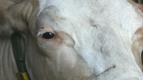 Cow Head Видео 7136442