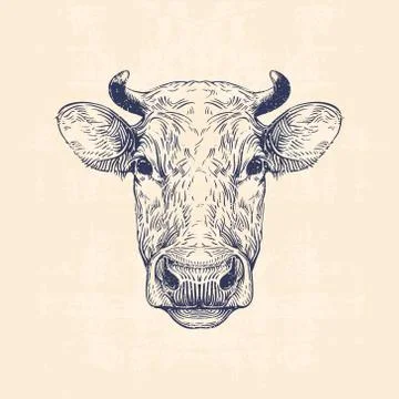 Cow head Stock Illustration
