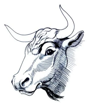 Cow head Stock-Illustration