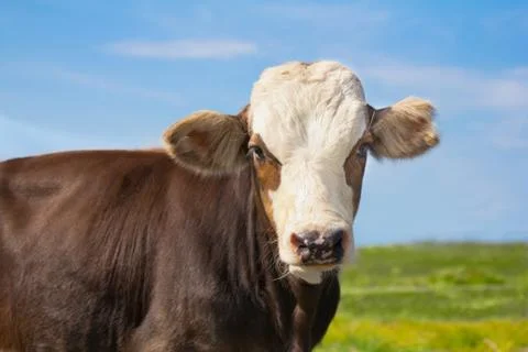 Cow head Stock Photos