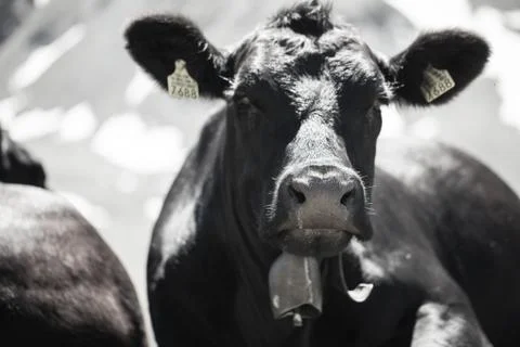 Cow head Stock Photos