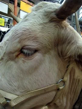 Cow head Stock Photos