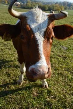 Cow, head Stock Photos