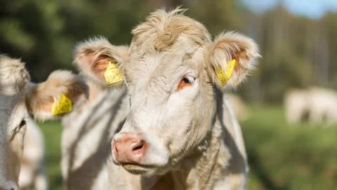 Cow head Stock Photos