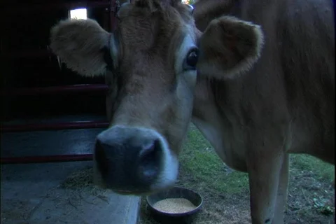 Cow Hello Vídeos de archivo 350821