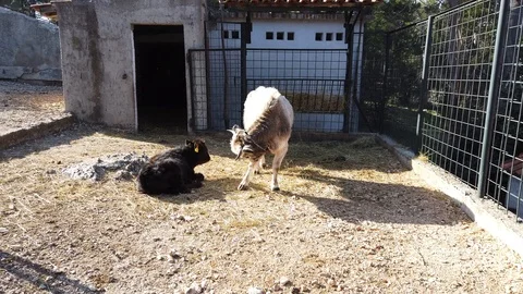 Cow with her young 스톡 동영상 102620511