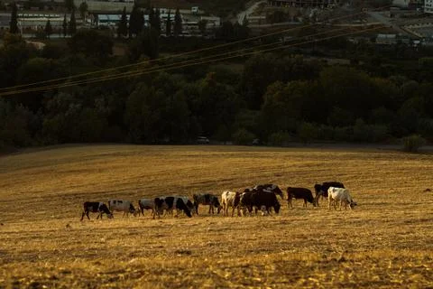 Cow herd (2) Stock Photos