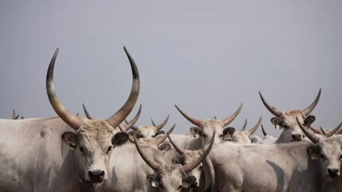 Cow Herd and cows looking at the camera Stock Footage 249912934