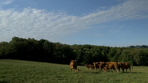 A cow herd in a field at the edge of a forest Stock Footage 73890168
