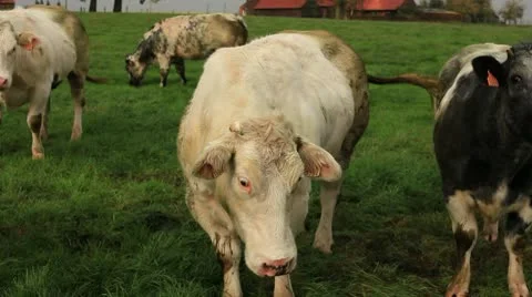 Cow Herd Stock Footage 8838079