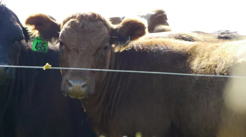 Cow in a herd Stock Footage 27493566