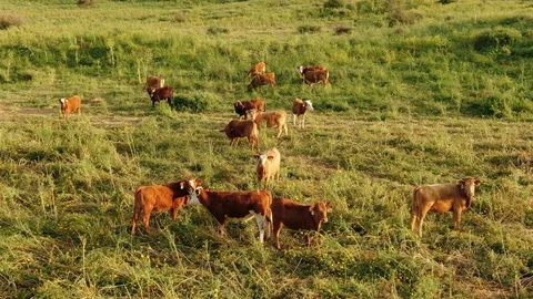 Cow Herd Stock Footage 128478537