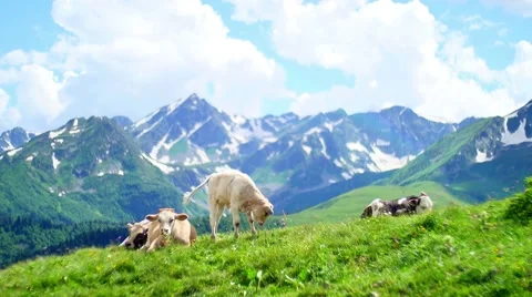 Cow herd grazing and lying on hill top on background of High Snowy Mountains and Stock Footage 65585350