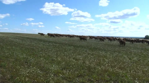 Cow Herd Grazing. Herd of Cows in the Distance. Cow in a Field. Livestock. Blue Stock Footage 62587434