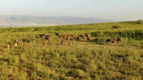 Cow herd moving around Stock Footage 128480184