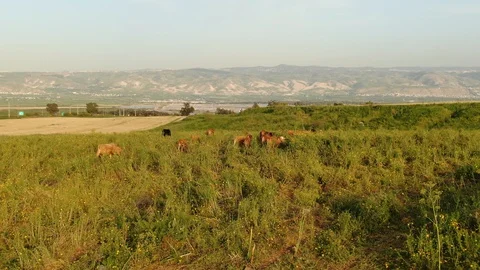 Cow Herd Moving Around Stock Footage 129241625
