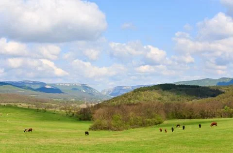 Cow herd Stock Photos
