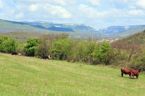 Cow herd Stock Photos