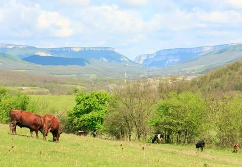 Cow herd Stock Photos