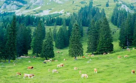 Cow herd Stock Photos