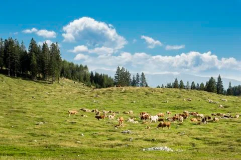 Cow herd Stock-Fotos