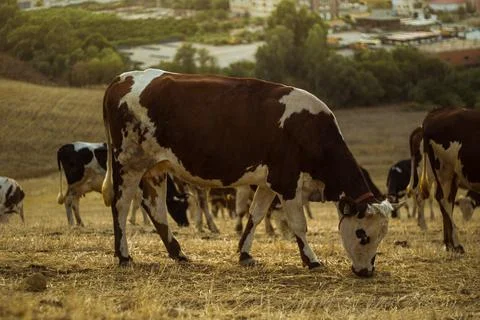 Cow herd Stock Photos