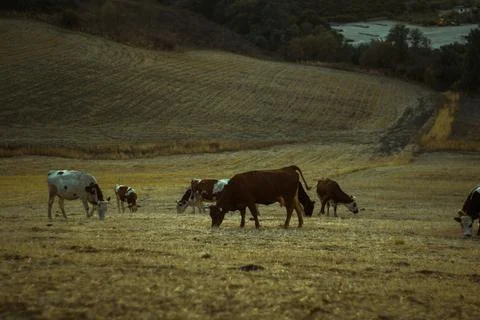 Cow herd Stock Photos