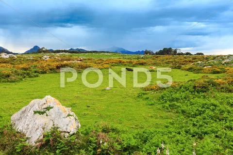 Cow herd on summer hill. Stock Photos