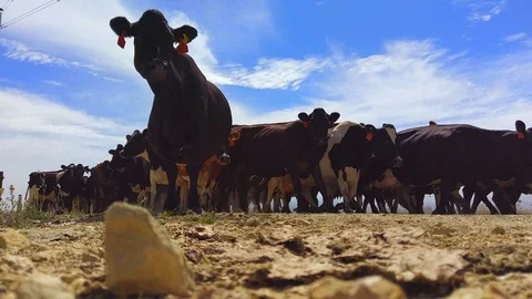 Cow herd walking Stock Footage 86277977