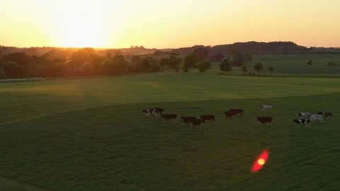 Cow herd walking at sunset Video stock 91252123