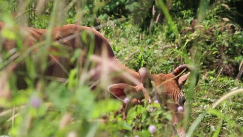Cow hides behind grass Stock Footage 71625051