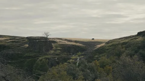 Cow on a hill in front of waterfall Video stock 261768565