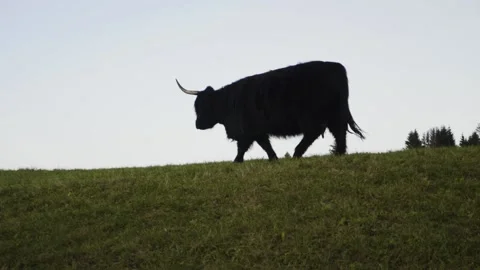 Cow on a hill is walking around Video stock 220018372