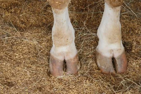 Cow hoof feet Stock Photos