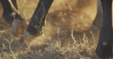 Cow Hooves Stock Footage 164263969