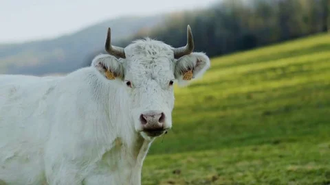 Cow with horns looking to the camera 4k Video stock 71326712
