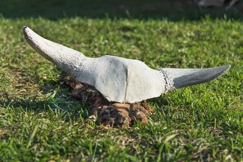 A cow horns Stock Photos