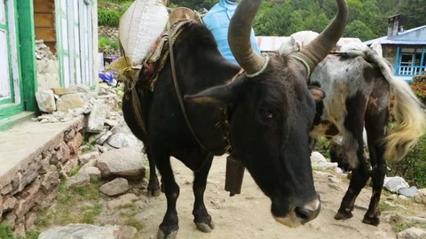 Cow with horns standing with baggage Stock Footage 77449624
