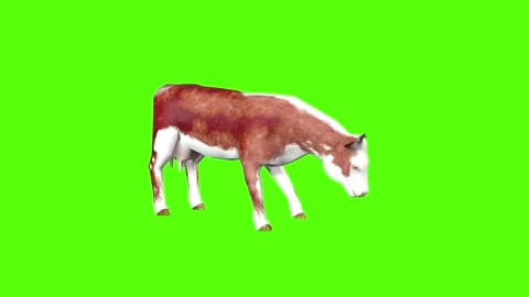 Cow Idle Green Screen Stock Footage