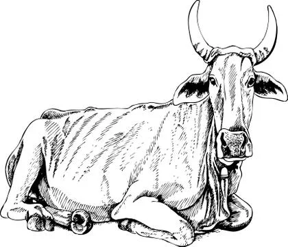 Cow Illustrazione stock