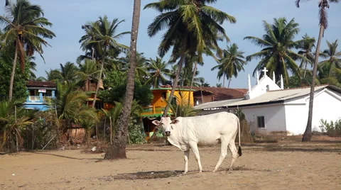 Cow in India Stock Footage 56234405
