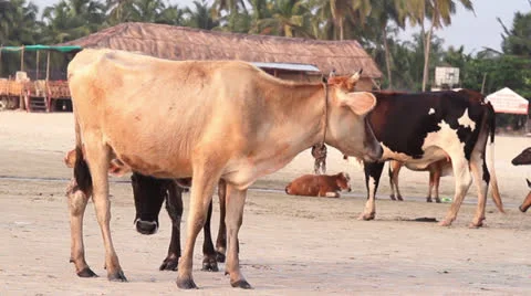 Cow in indian beach Stock Footage 26240662