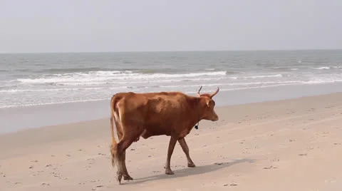 Cow in indian beach Stock Footage 26240685
