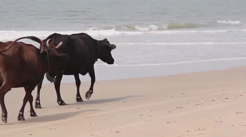 Cow in indian beach Stock Footage 26240883